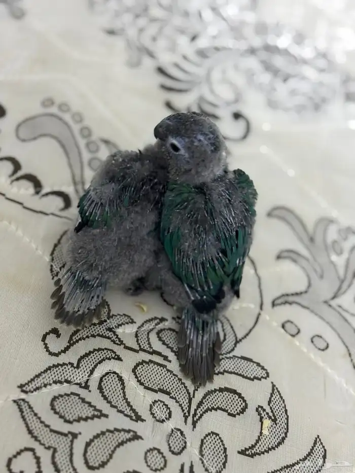 فرخ كنيور بلو شيك تم البيع 17