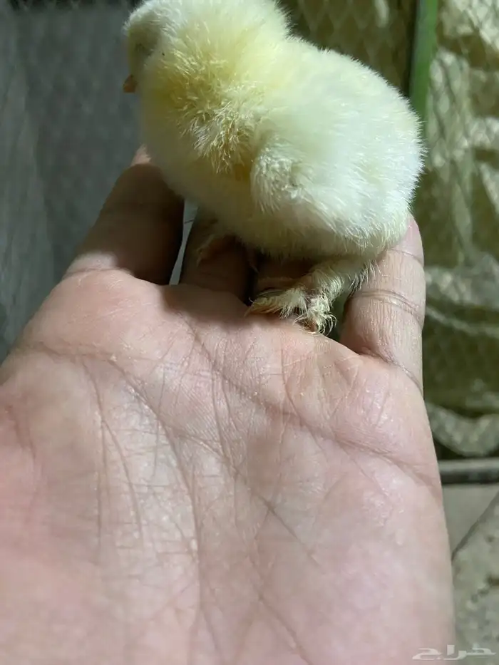 صوص براهما كولمبي 0