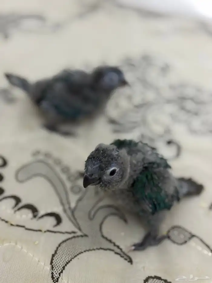 فرخ كنيور بلو شيك تم البيع 3