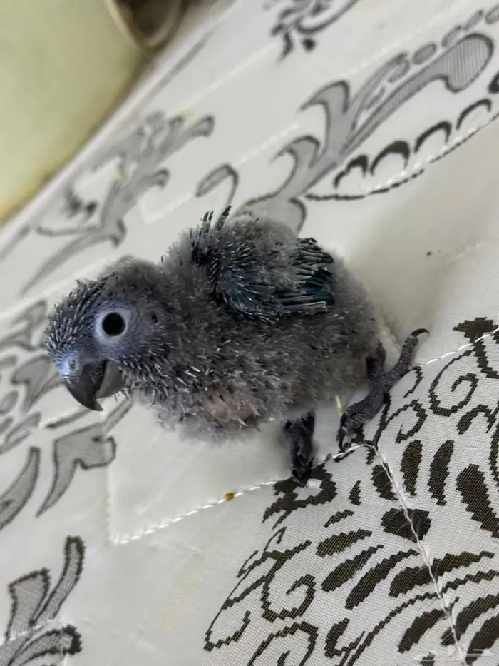 فرخ كنيور بلو شيك تم البيع 14