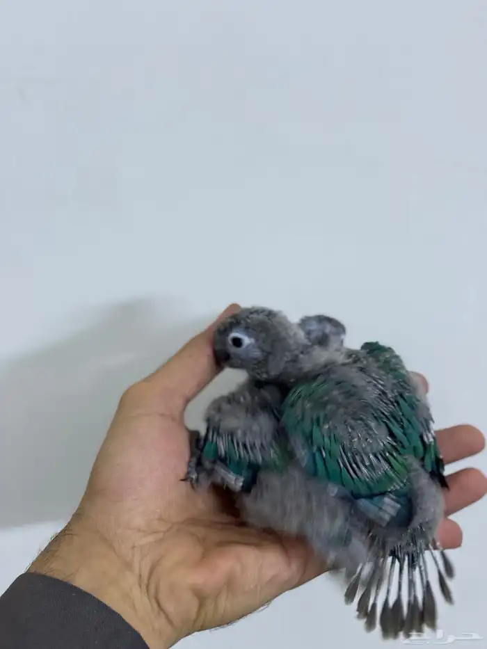 فرخ كنيور بلو شيك تم البيع 0