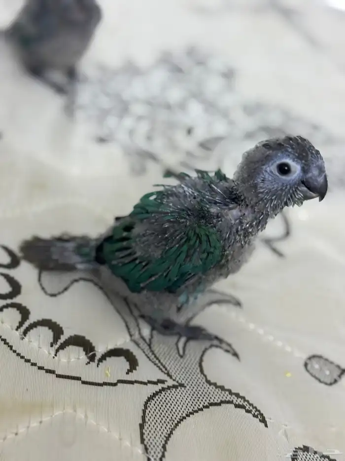 فرخ كنيور بلو شيك تم البيع 9