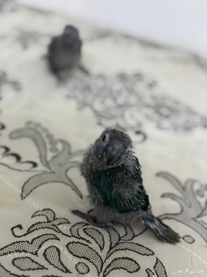 فرخ كنيور بلو شيك تم البيع 16