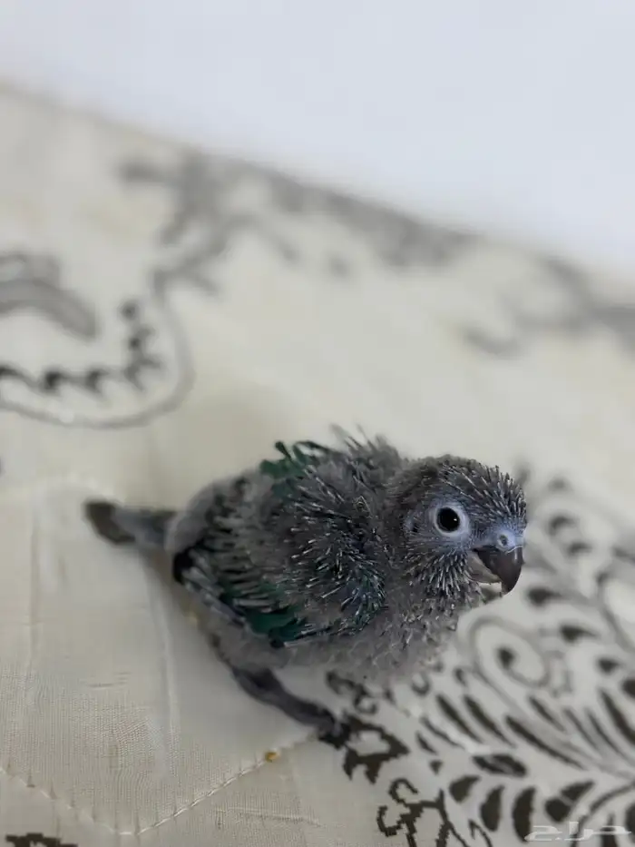 فرخ كنيور بلو شيك تم البيع 8