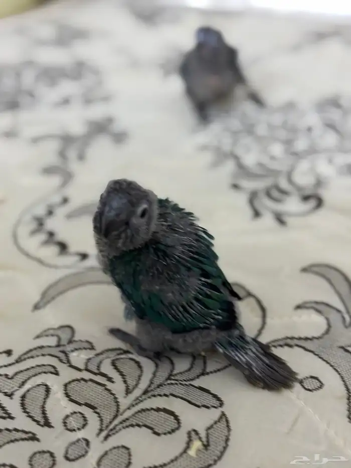 فرخ كنيور بلو شيك تم البيع 15