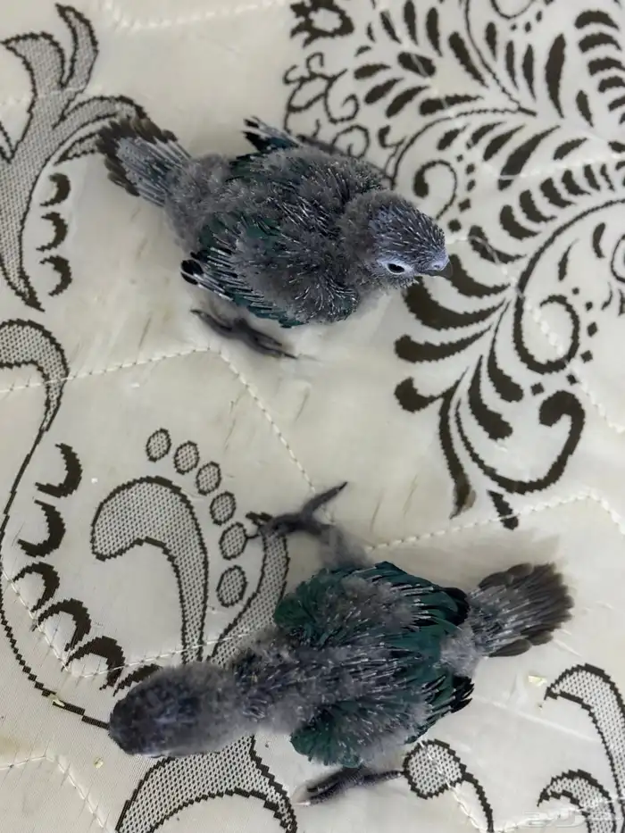 فرخ كنيور بلو شيك تم البيع 6