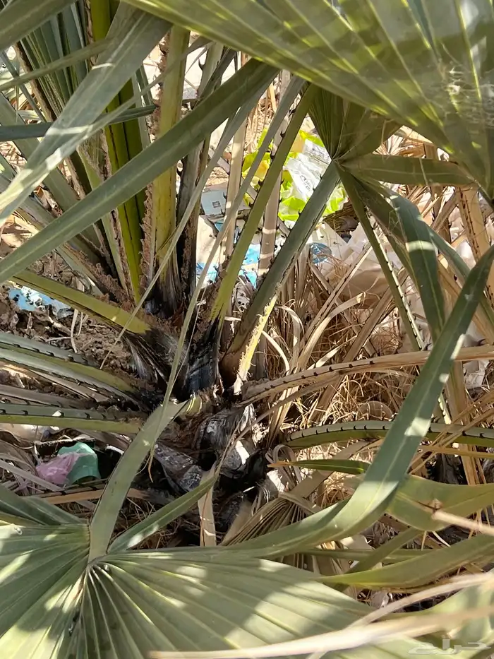نخل واشنطني زينه 1