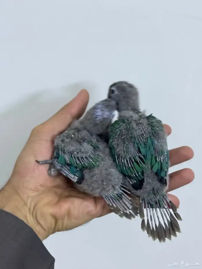 فرخ كنيور بلو شيك تم البيع 1