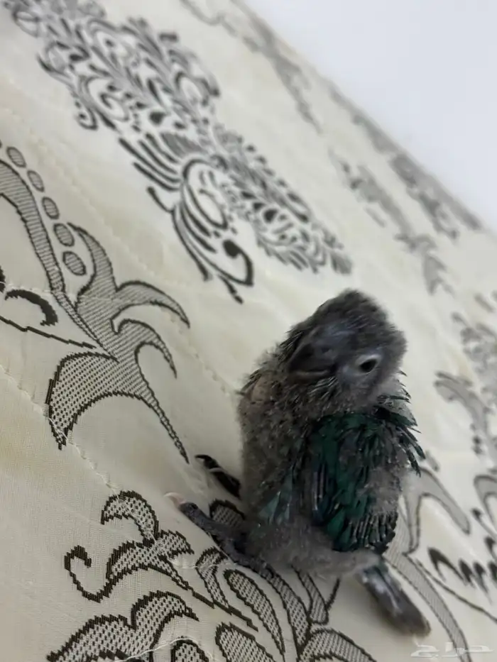 فرخ كنيور بلو شيك تم البيع 12