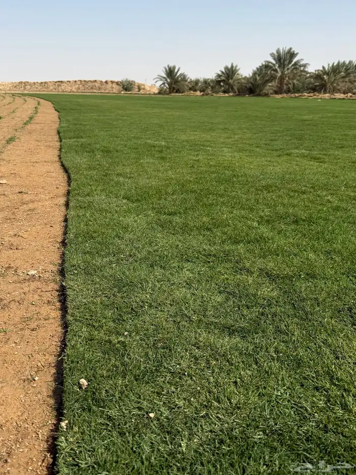 ثيل عشب طبيعي صافي 0