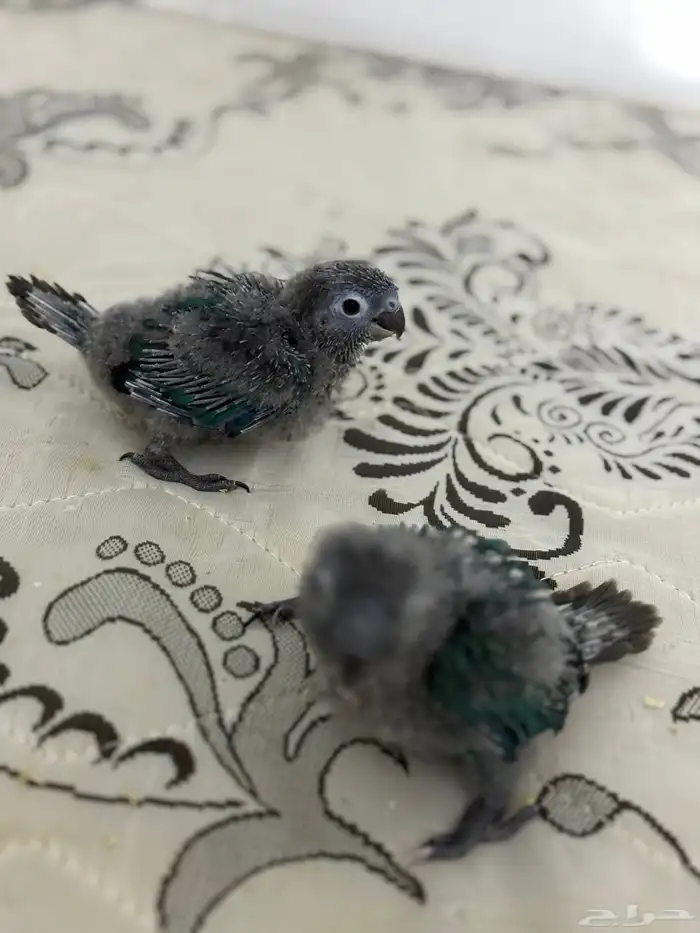 فرخ كنيور بلو شيك تم البيع 5