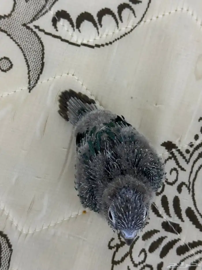 فرخ كنيور بلو شيك تم البيع 11