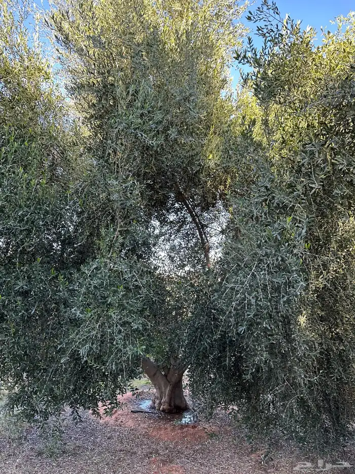 شجر زيتون اربوزانا واربوكينا 5