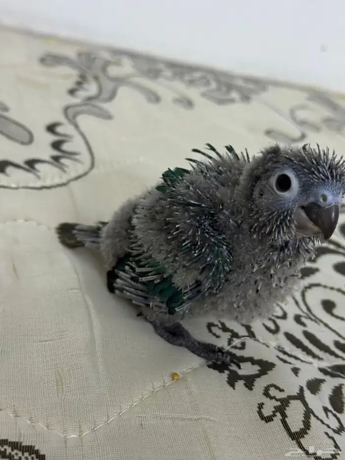 فرخ كنيور بلو شيك تم البيع 13