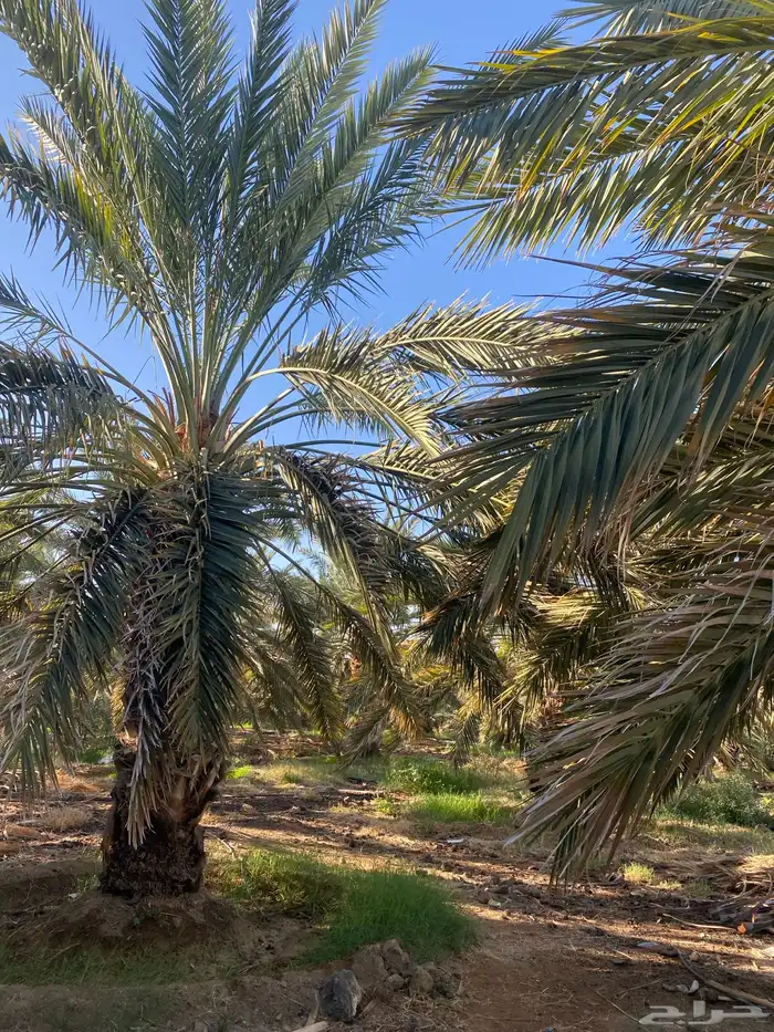 جريد ( سعف ) نخل 2