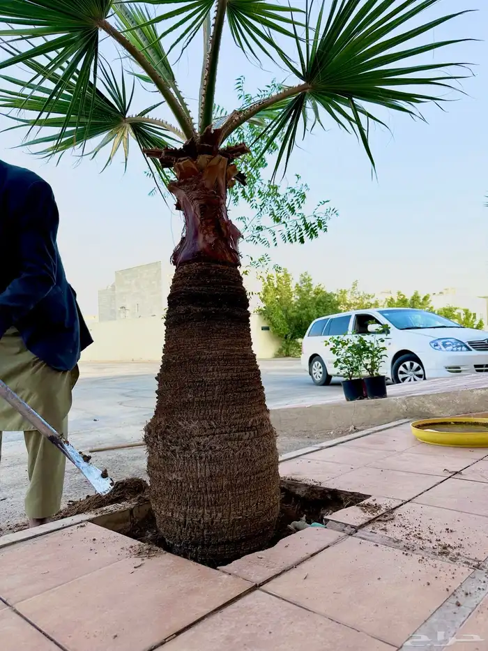 أي أشجار موجودة 2