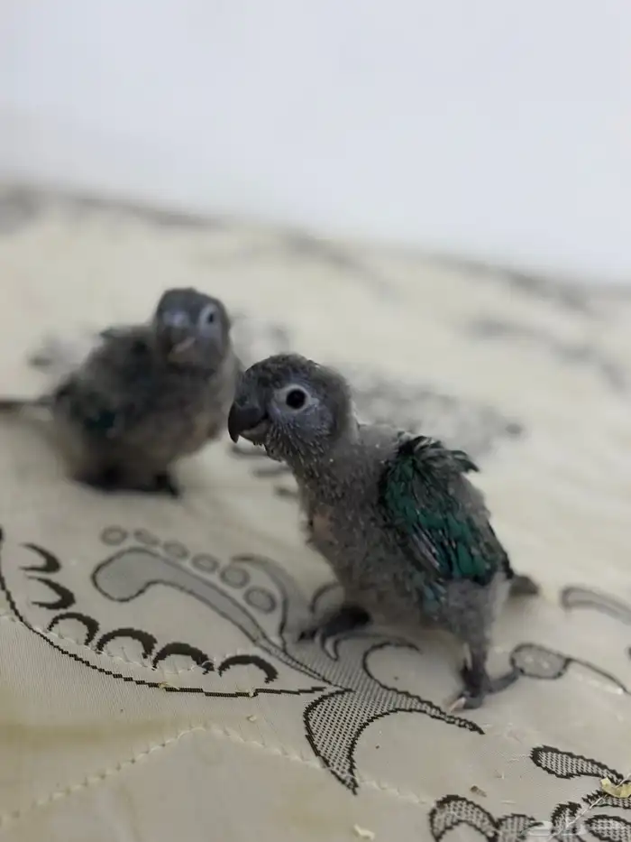 فرخ كنيور بلو شيك تم البيع 2