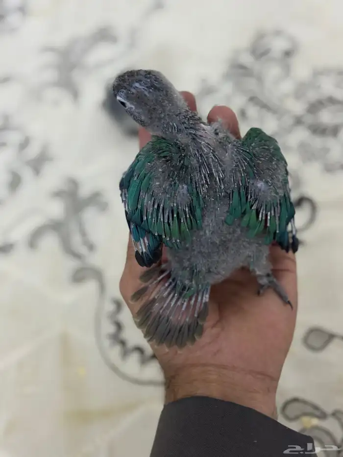 فرخ كنيور بلو شيك تم البيع 10