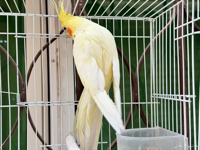 ذكر كروان لاتينو اليف ويتكلم . تم البيع 2