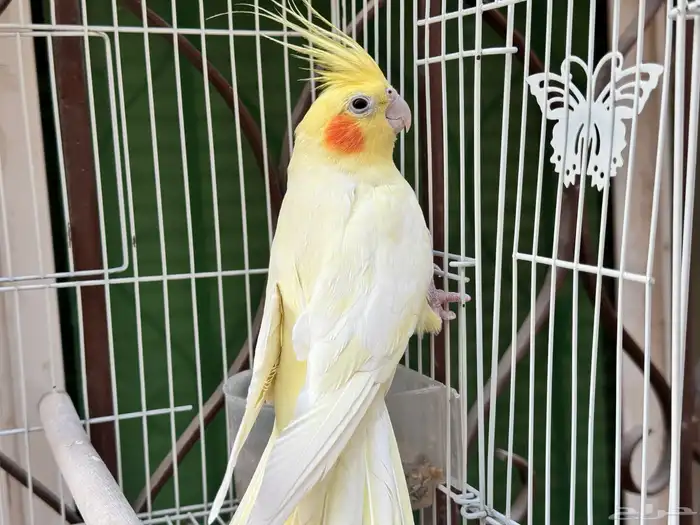 ذكر كروان لاتينو اليف ويتكلم . تم البيع 5