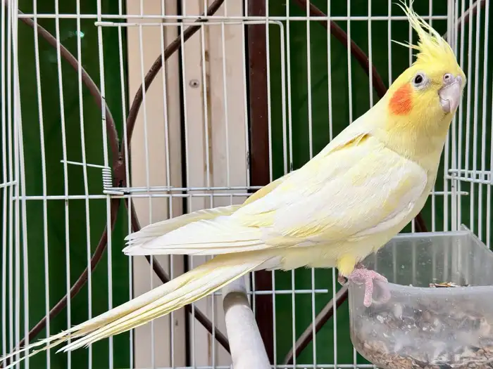 ذكر كروان لاتينو اليف ويتكلم . تم البيع 1