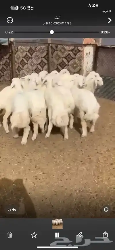 للبيع بهم بري ونضيف تو جاي من البر الموقع سوق الجربوع يوجد 9