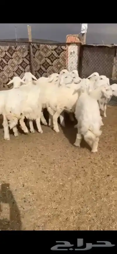 للبيع بهم بري ونضيف تو جاي من البر الموقع سوق الجربوع يوجد 3