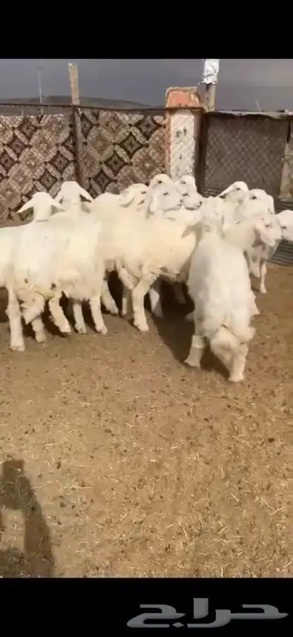 للبيع بهم بري ونضيف تو جاي من البر الموقع سوق الجربوع يوجد 3