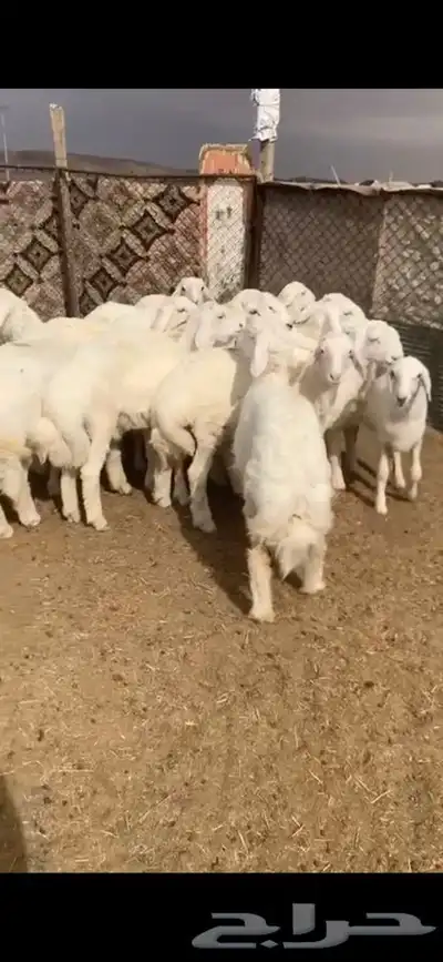 للبيع بهم بري ونضيف تو جاي من البر الموقع سوق الجربوع يوجد 7