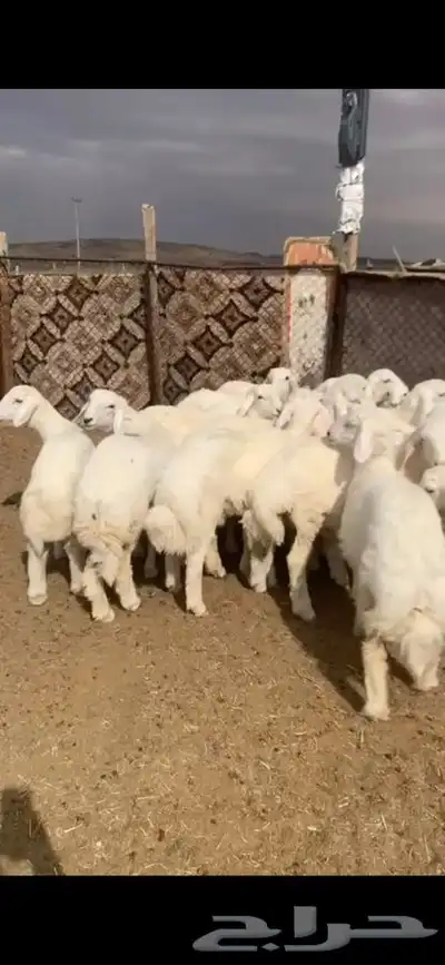 للبيع بهم بري ونضيف تو جاي من البر الموقع سوق الجربوع يوجد 6