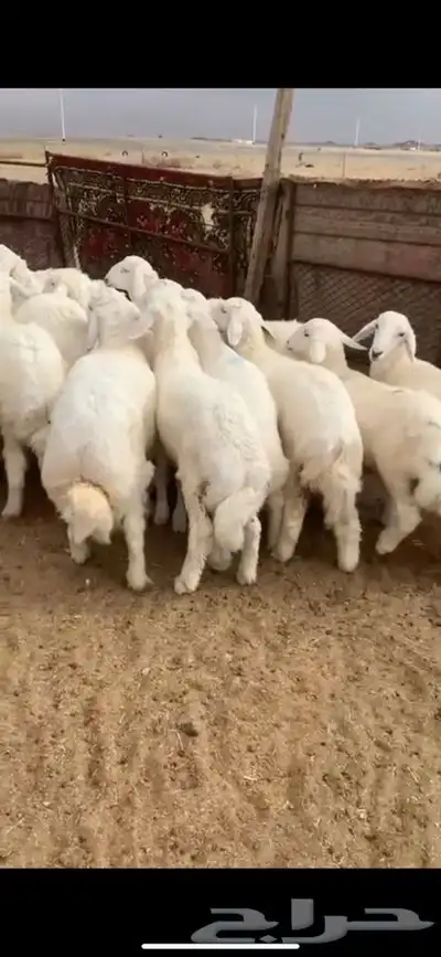 للبيع بهم بري ونضيف تو جاي من البر الموقع سوق الجربوع يوجد 1