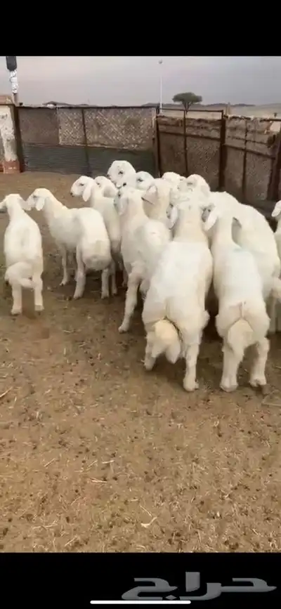 للبيع بهم بري ونضيف تو جاي من البر الموقع سوق الجربوع يوجد 5
