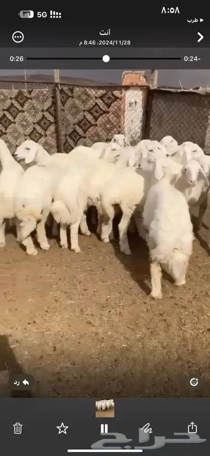 للبيع بهم بري ونضيف تو جاي من البر الموقع سوق الجربوع يوجد 8