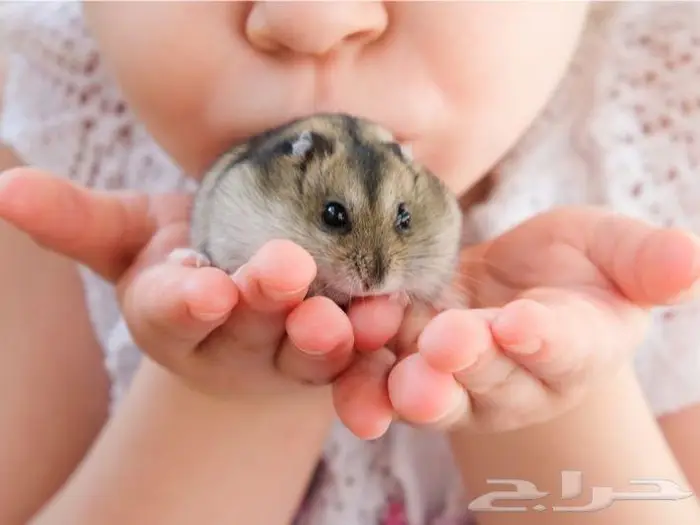 هامسترات وينتر وايت ... 0