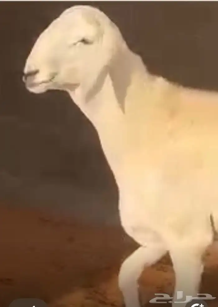 مشروع فحل حري صنف 5