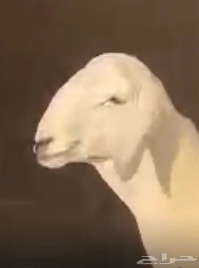 مشروع فحل حري صنف 7