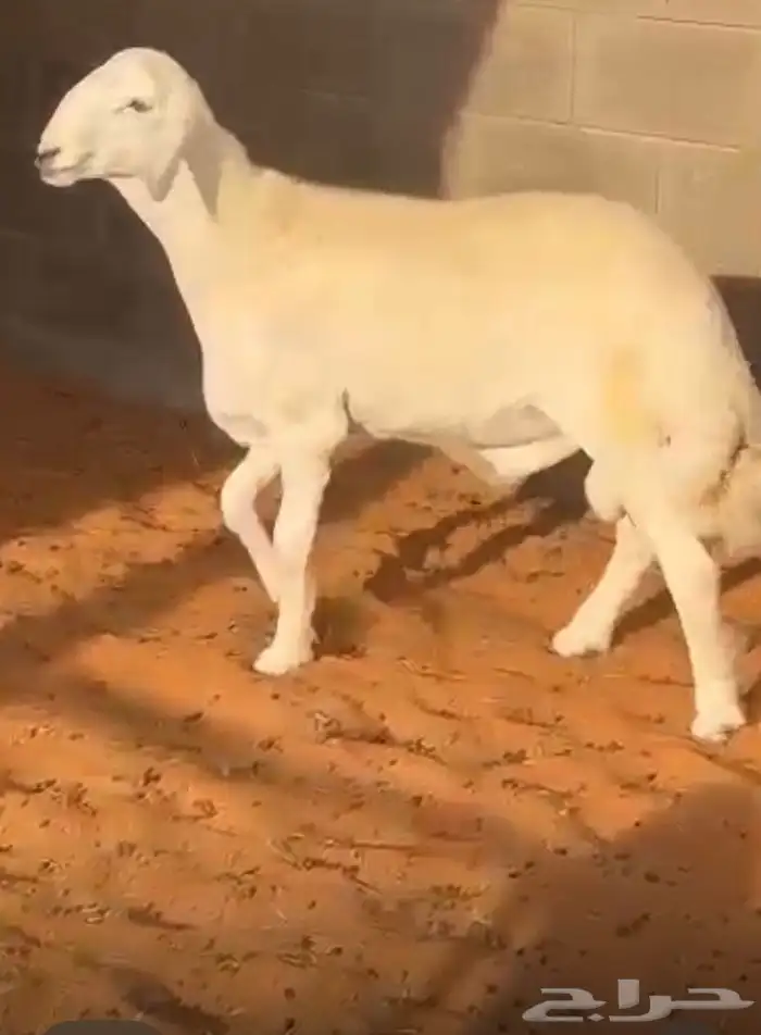 مشروع فحل حري صنف 2