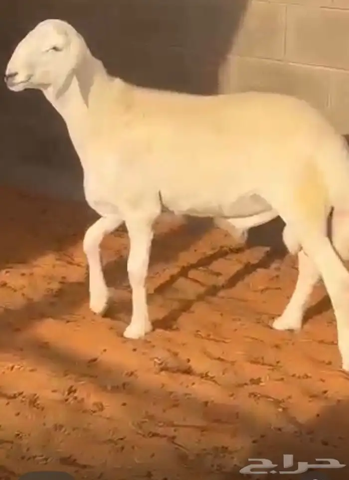 مشروع فحل حري صنف 4