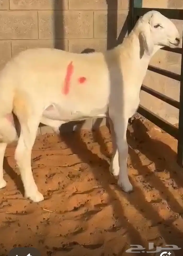 مشروع فحل حري صنف 1