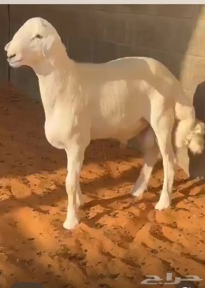 مشروع فحل حري صنف 6