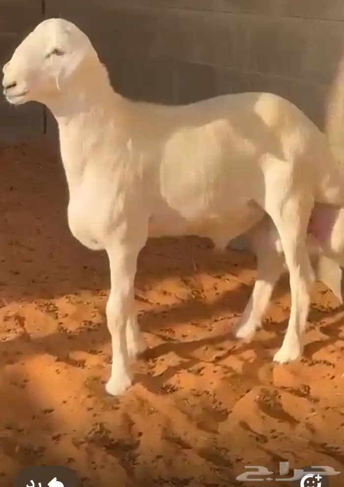 مشروع فحل حري صنف 0