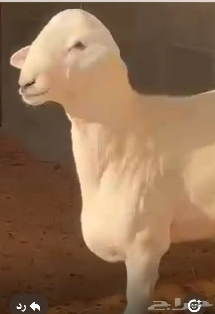 مشروع فحل حري صنف 3