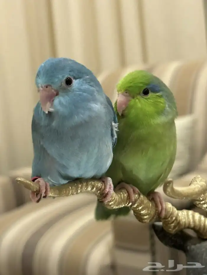 صوره بارتوليت 7