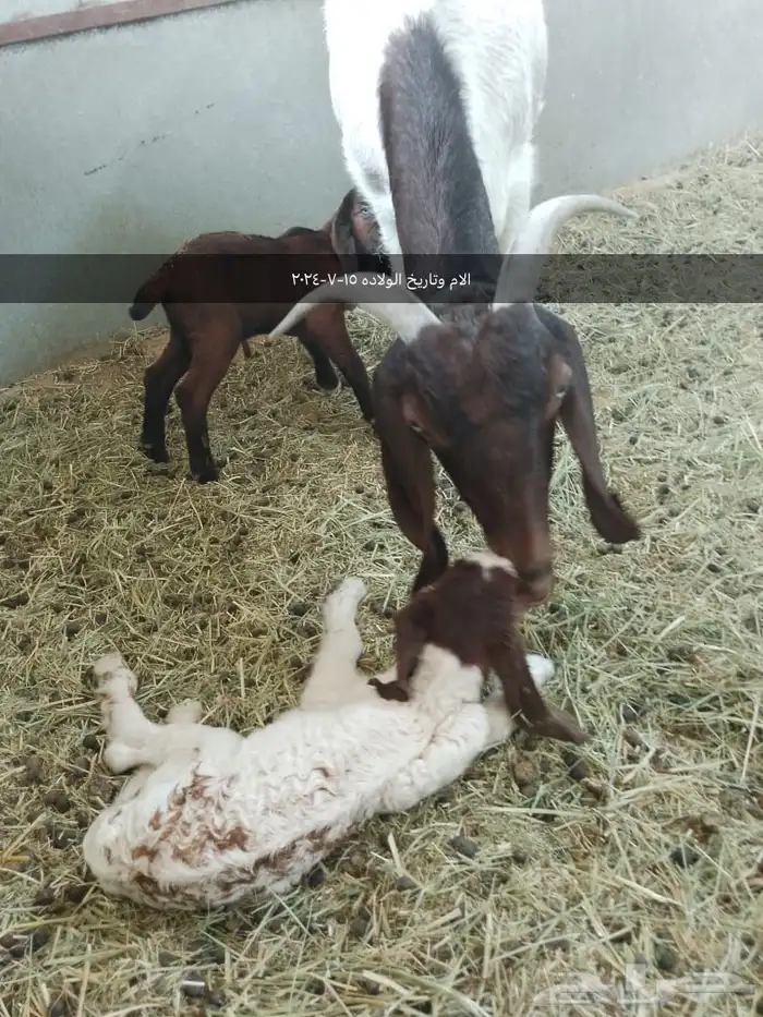 مشروع فحل هجين بورقت ( تم البيع ) 3