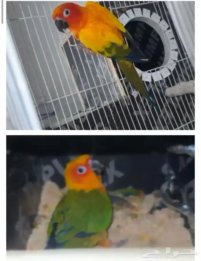 جوز صن كنيور منتج 1