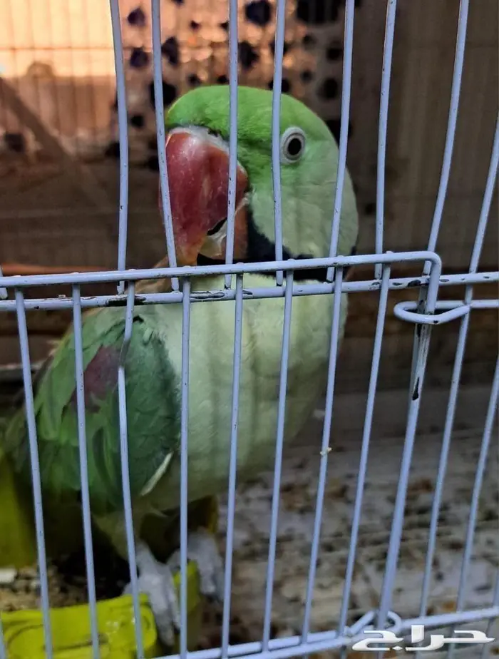 ذكر دره نيبالي حجم كبير (( تم البيع )) 3