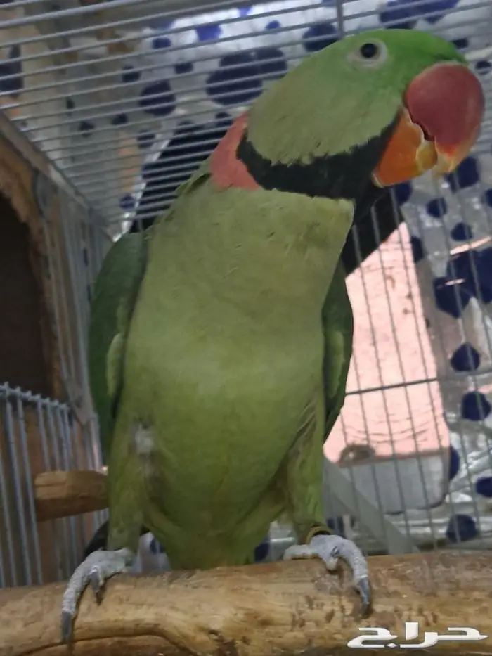 ذكر دره نيبالي حجم كبير (( تم البيع )) 4