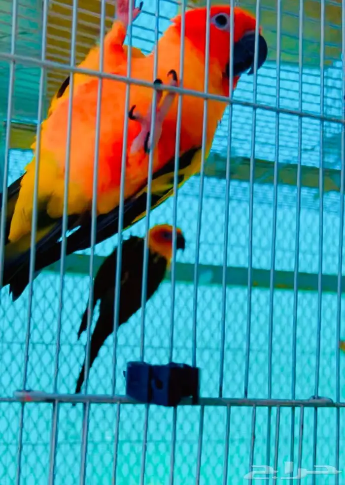 جوز صن كنيور منتج 2