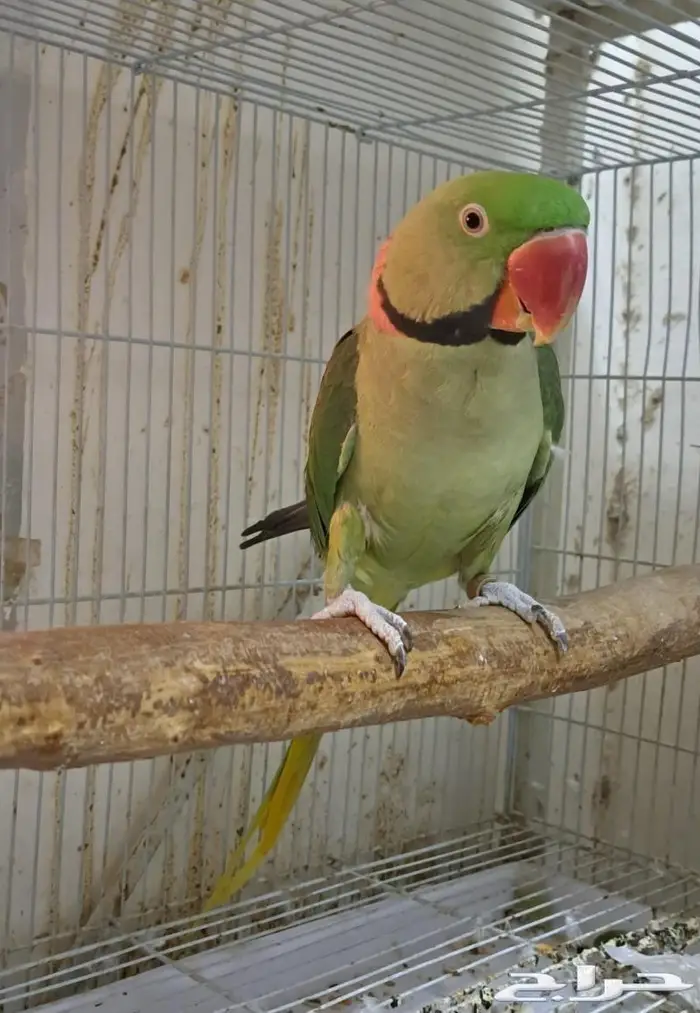 ذكر دره نيبالي حجم كبير (( تم البيع )) 0