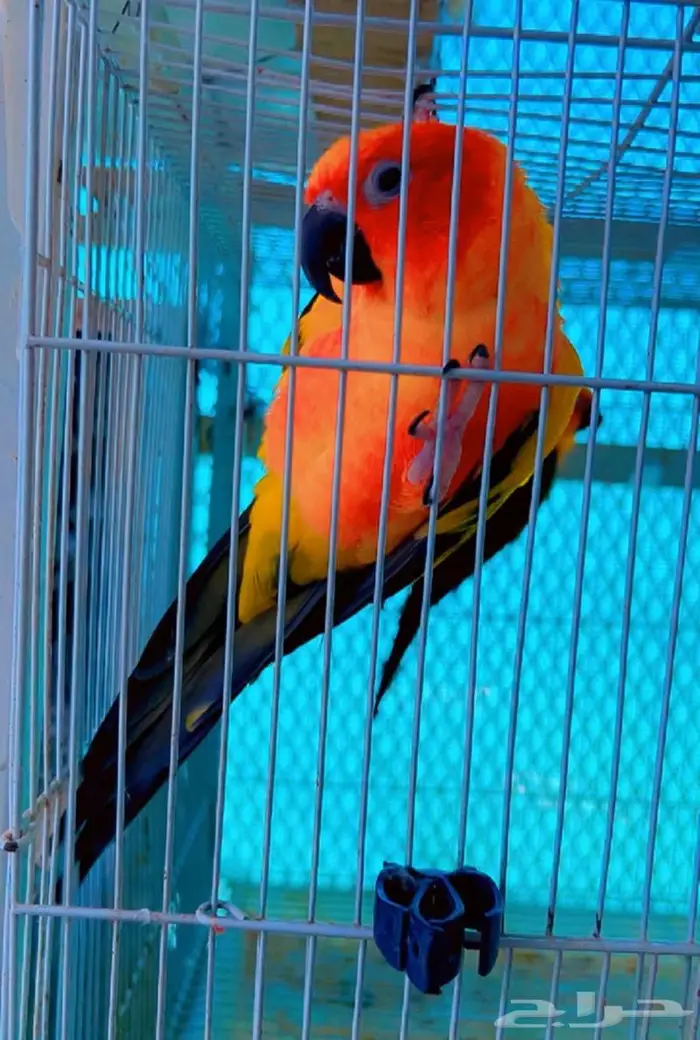 جوز صن كنيور منتج 3